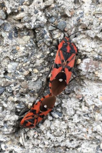 Réf. 197 699 : Spilostethus pandurus